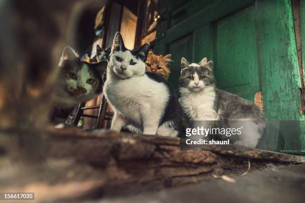 familia de los gatos - animales salvajes fotografías e imágenes de stock
