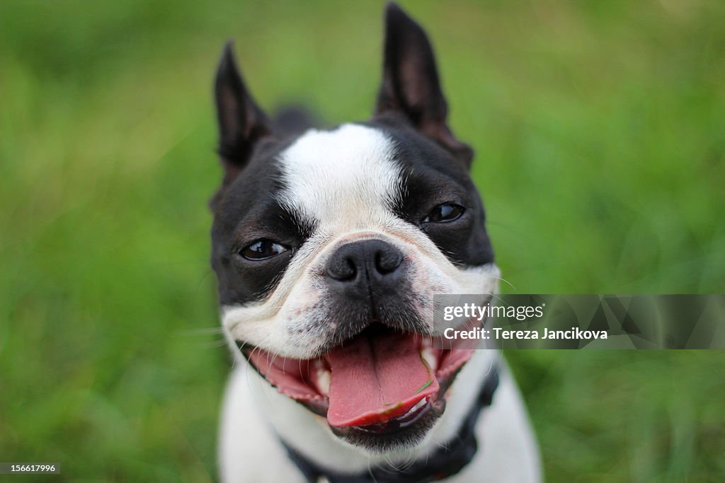 The smiling face of a Boston Terrier