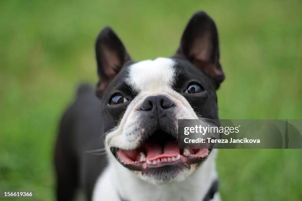 happy boston terrier face - boston terrier stock-fotos und bilder