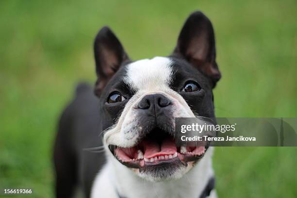 happy boston terrier face - boston terrier photos et images de collection