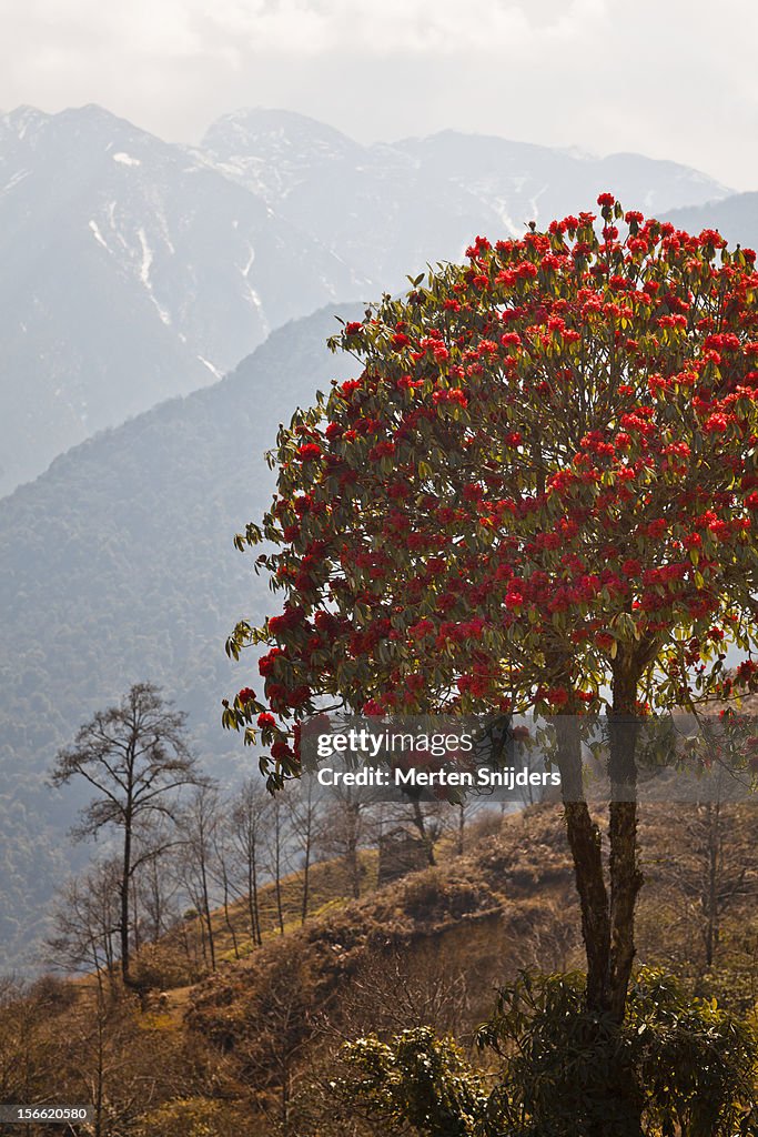 Rhododendron on mountain