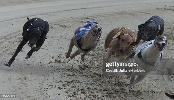 Runners in the Ladbrokes.co.uk Stakes take the final bend at Crayford, the 380 M race was won by Marsden Rock. Mandatory Credit: Julian...