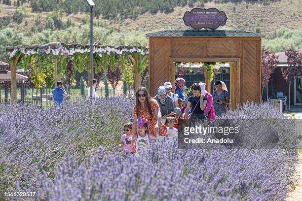 People visit a lavender garden in Gokceyurt neighborhood of Mamak district of Ankara, Turkiye on July 31, 2023.