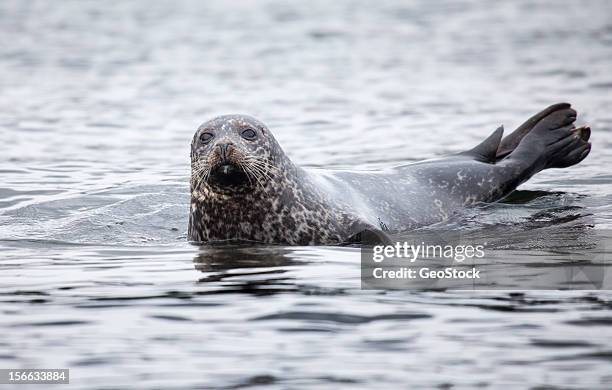 harbor seal - knubbsäl bildbanksfoton och bilder