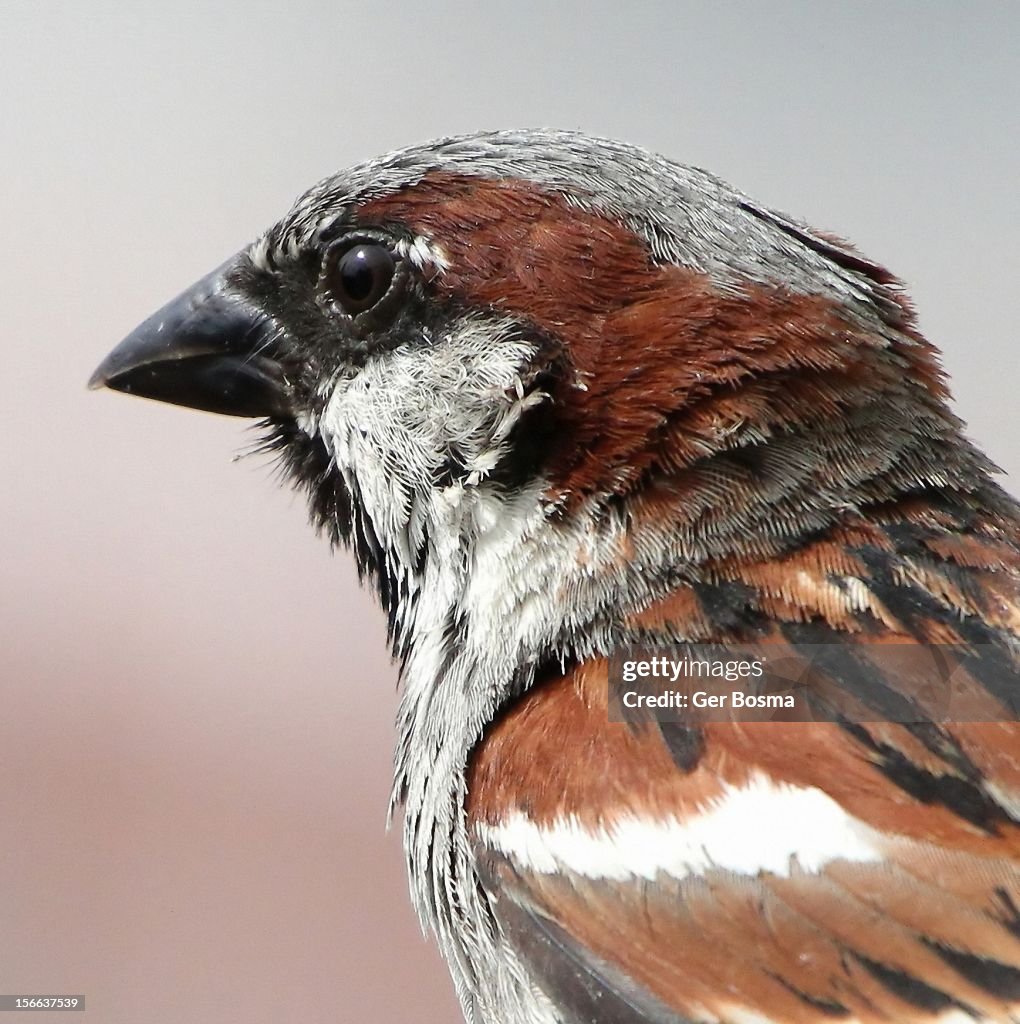 House Sparrow Portrait