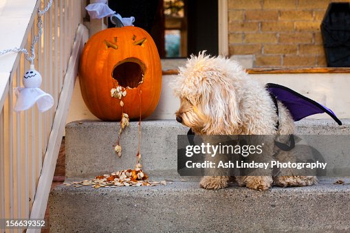 Dog and Puking Pumpkin Dog and Puking Pumpkin