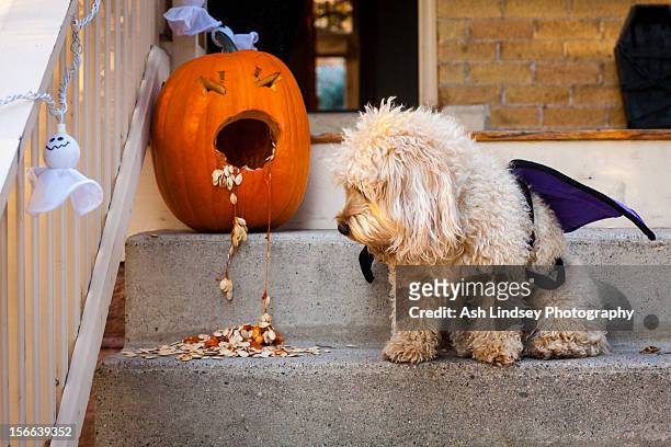 dog and puking pumpkin - halloween dog stock pictures, royalty-free photos & images