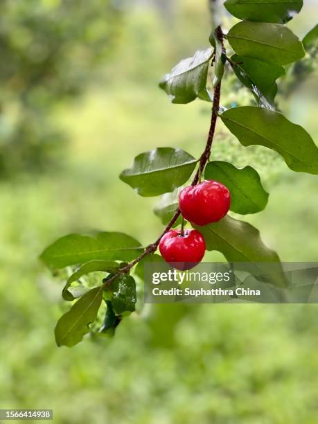 fresh organic acerola cherry tree - acerola stock pictures, royalty-free photos & images