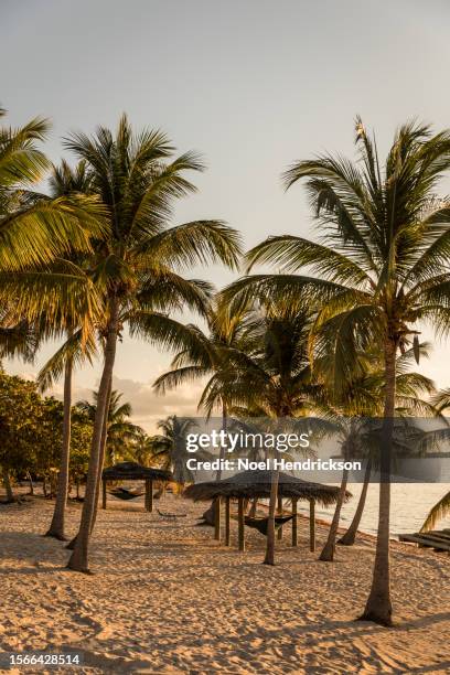 palm trees and beach huts with hammocks at cayman islands beach - cayman islands stock pictures, royalty-free photos & images