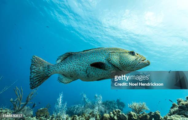 tiger grouper fish swimming in coral reef - grouper stock pictures, royalty-free photos & images