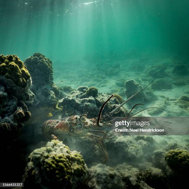 close-up of a spiny lobster in hiding in coral reef - seabed stock pictures, royalty-free photos & images