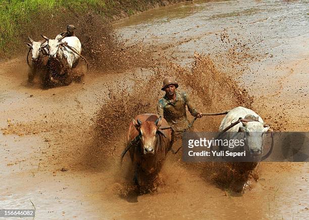 Jockeys control harnessed cows during a ''Pacu Jawi,'' a cow race, on November 17, 2012 in Batusangkar, Indonesia. The ''Pacu Jawi'' is held annually...