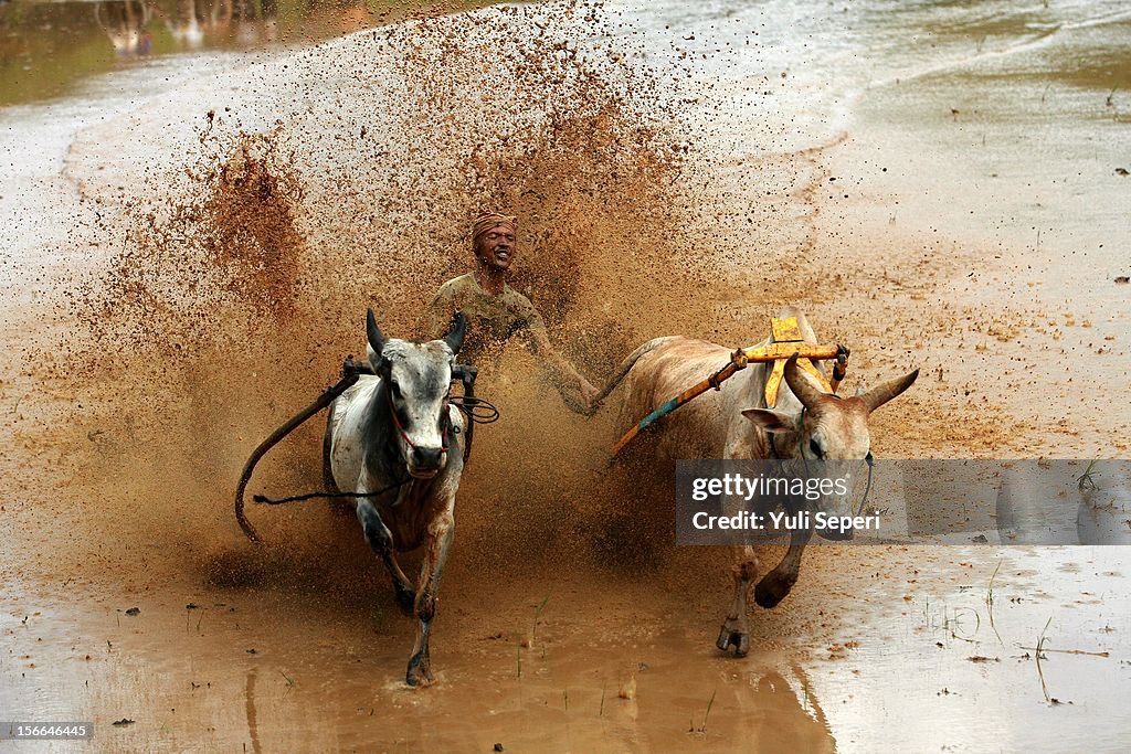 Cow Rally A jockey controls harnessed cows during a ''Pacu Jawi,'' a cow race ...