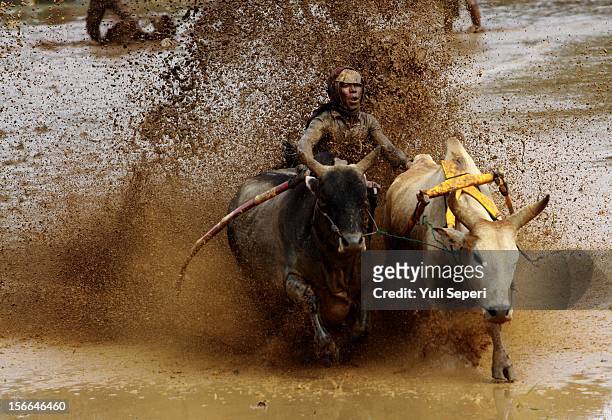 Jockey controls harnessed cows during a ''Pacu Jawi,'' a cow race, on November 17, 2012 in Batusangkar, Indonesia. The ''Pacu Jawi'' is held annually...