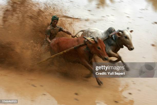 Jockey controls harnessed cows during a ''Pacu Jawi,'' a cow race, on November 17, 2012 in Batusangkar, Indonesia. The ''Pacu Jawi'' is held annually...