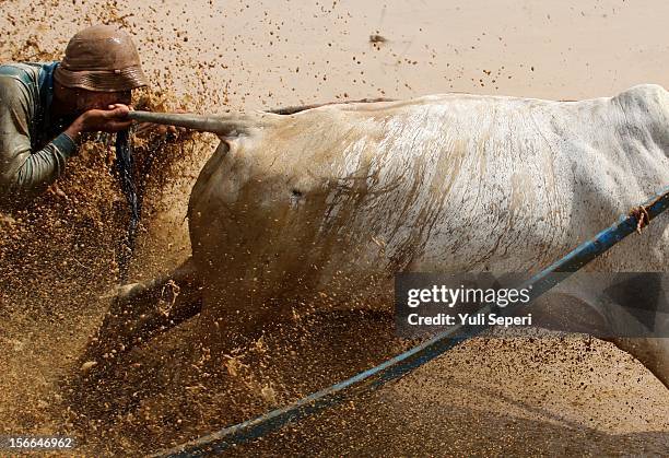 Jockey controls harnessed cows during a ''Pacu Jawi,'' a cow race, on November 17, 2012 in Batusangkar, Indonesia. The ''Pacu Jawi'' is held annually...