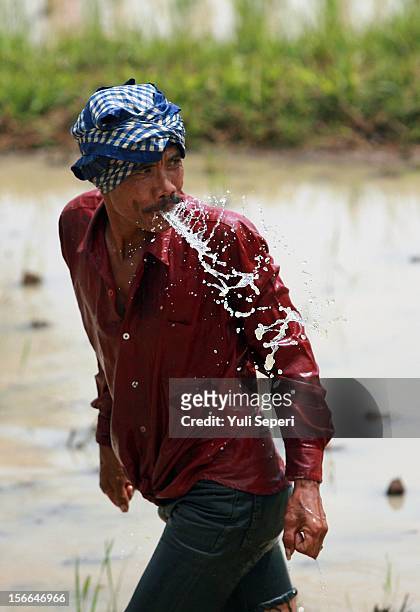 Jockey Ali Usman looks at his cows during a ''Pacu Jawi,'' a cow race, on November 17, 2012 in Batusangkar, Indonesia. The ''Pacu Jawi'' is held...