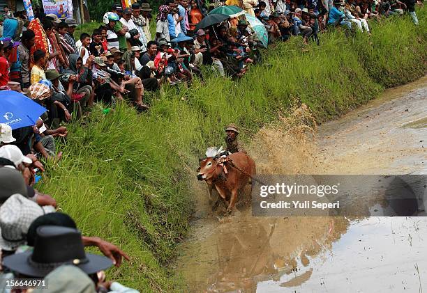 Jockey controls harnessed cows during a ''Pacu Jawi,'' a cow race, on November 17, 2012 in Batusangkar, Indonesia. The ''Pacu Jawi'' is held annually...