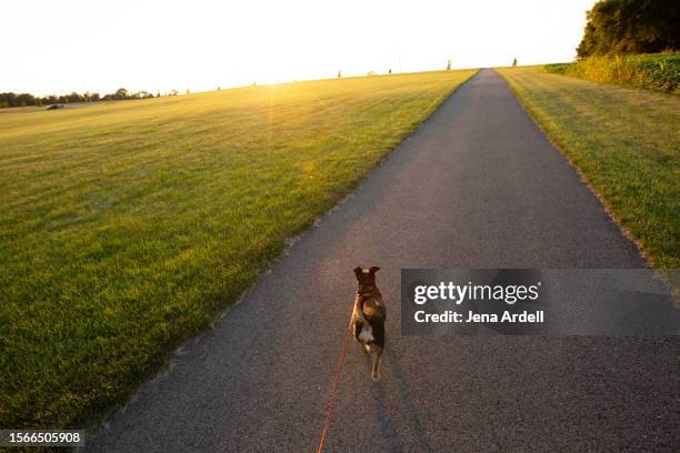 dog walking personal perspective, active lifestyle, small dog breed - normal perspective stock pictures, royalty-free photos & images