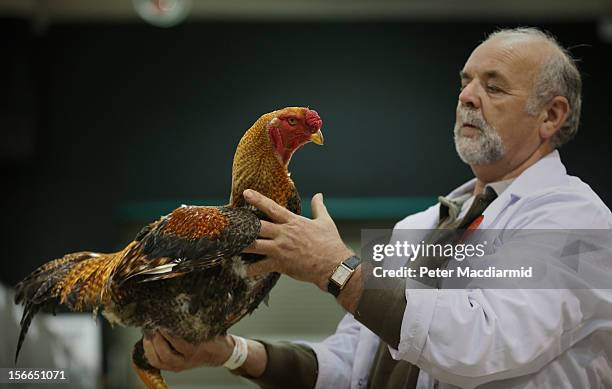 Chicken Judge The National Poultry Show The National Poultry Show Photos and Premium ...