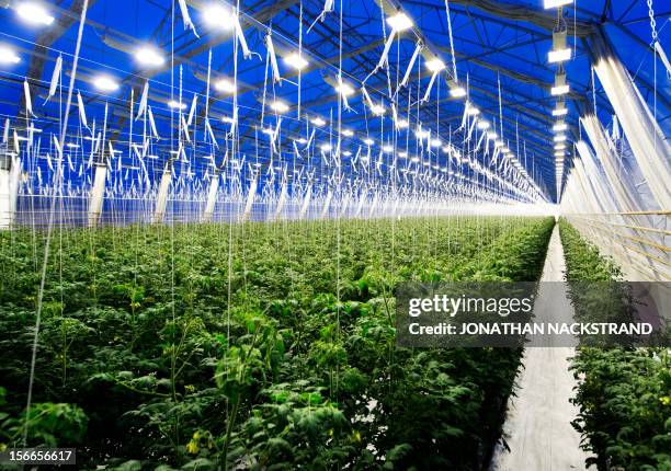 This picture taken on November 18, 2012 shows tomatoes planted in a greenhouse at the Nybyn village, north of Lulea, in Swedish Lapland. AFP...