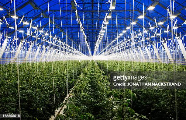 This picture taken on November 18, 2012 shows tomatoes planted in a greenhouse at the Nybyn village, north of Lulea, in Swedish Lapland. AFP...