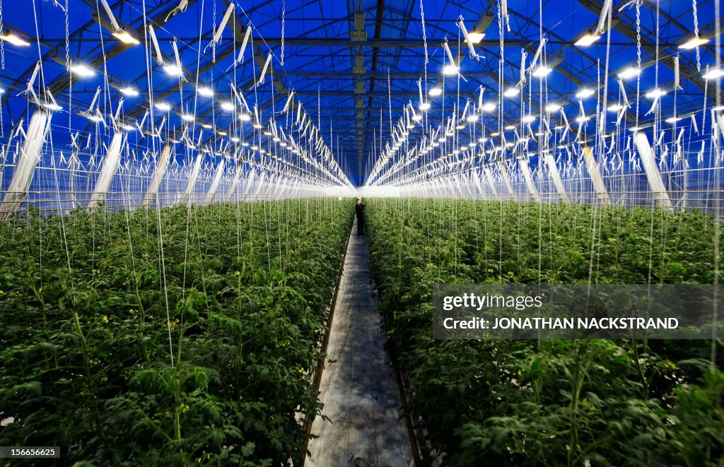 SWEDEN-FARMING-TOMATOES-LAPLAND