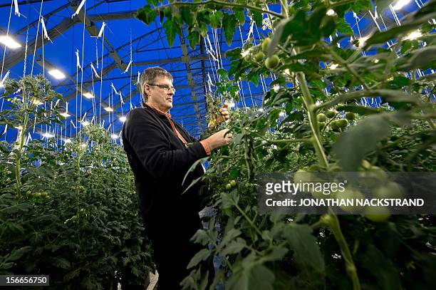 Roger Nilsson, a farmer at the Nybyn village, north of Lulea, in Swedish Lapland, checks out the tomatoes in his greenhouse on November 18, 2012. AFP...