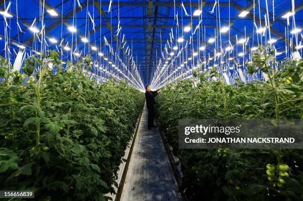 Roger Nilsson, a farmer at the Nybyn village, north of Lulea, in Swedish Lapland, checks out the tomatoes in his greenhouse on November 18, 2012. AFP...