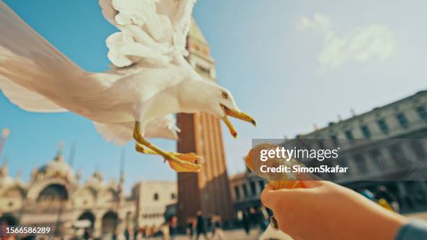 man feeding croissant to seagull at st. mark's square - seagull food stock pictures, royalty-free photos & images