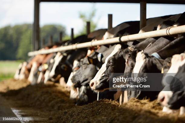 Jos collects fresh raw milk in the farm of farmer Frans Zanderink on July 29, 2023 in De Lutte, Netherlands. Although the tiny Dutch nation exports a...