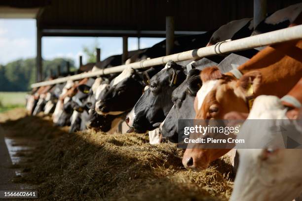 Jos collects fresh raw milk in the farm of farmer Frans Zanderink on July 29, 2023 in De Lutte, Netherlands. Although the tiny Dutch nation exports a...