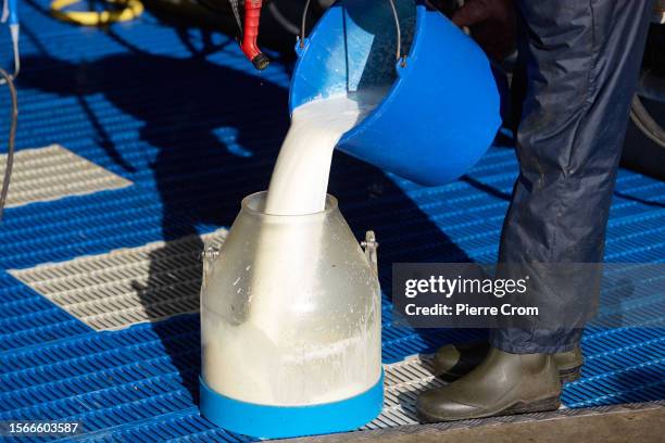 Farmer Frans Zanderink pours fresh raw milk in a container in his farm on July 29, 2023 in De Lutte, Netherlands. Although the tiny Dutch nation...