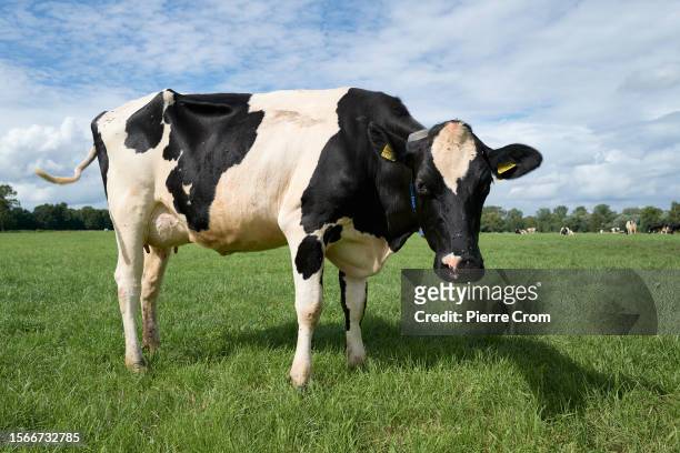 Cow to produce milk on a field outside the farm of farmer Frans Zanderink on July 29, 2023 in De Lutte, Netherlands. Although the tiny Dutch nation...
