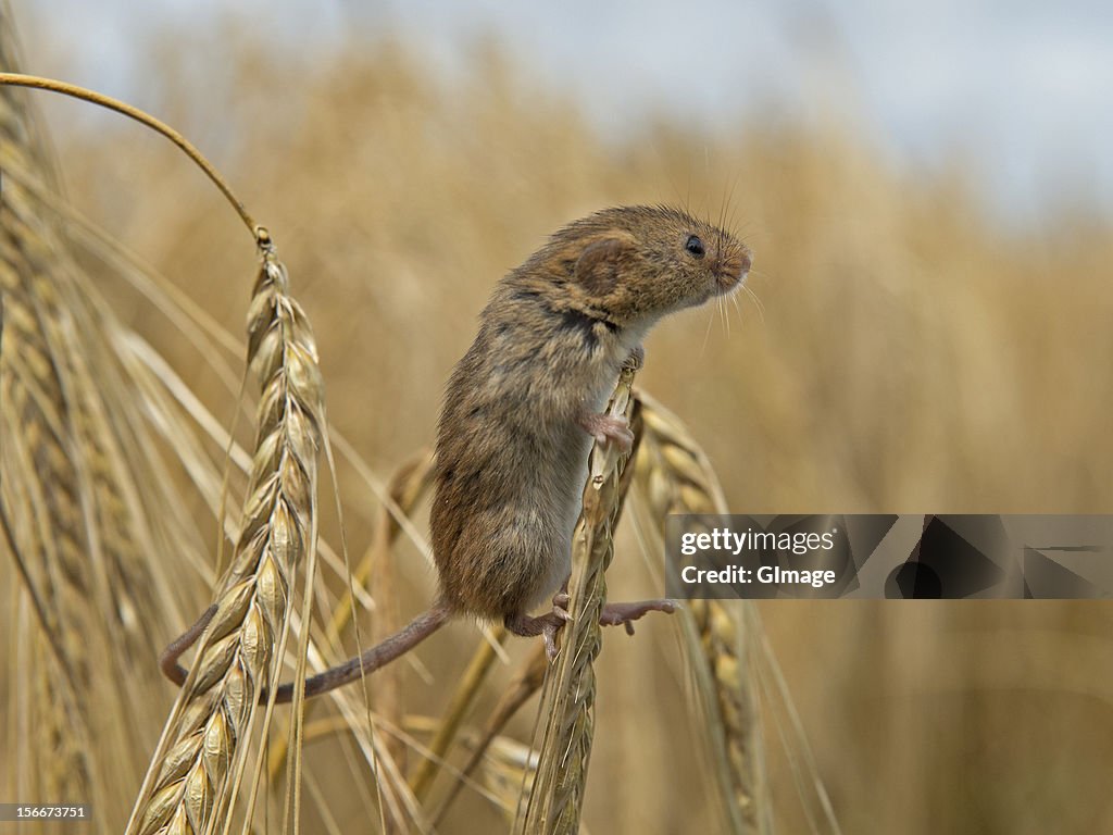 Harvest Mouse