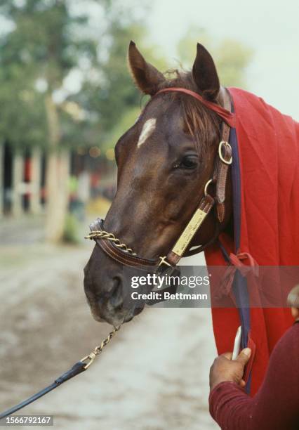 American Thoroughbred race horse Alydar pictured ahead of participating in the Florida Derby at the Gulfstream Park race track in Hallandale,...