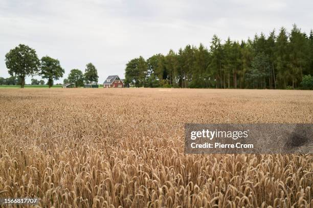 Wheat field on July 30, 2023 in Rijssen, Netherlands. Although the tiny Dutch nation exports a vast amount of agricultural goods globally, The...