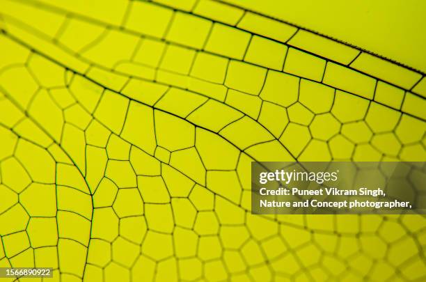 an extreme close up shot of dragonfly wings showing the unique pattern. - libellula foto e immagini stock