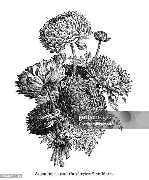 old engraved illustration of botany, full poppy anemone, spanish marigold,  windflower or double anemone coronaria - flowers stock pictures, royalty-free photos & images