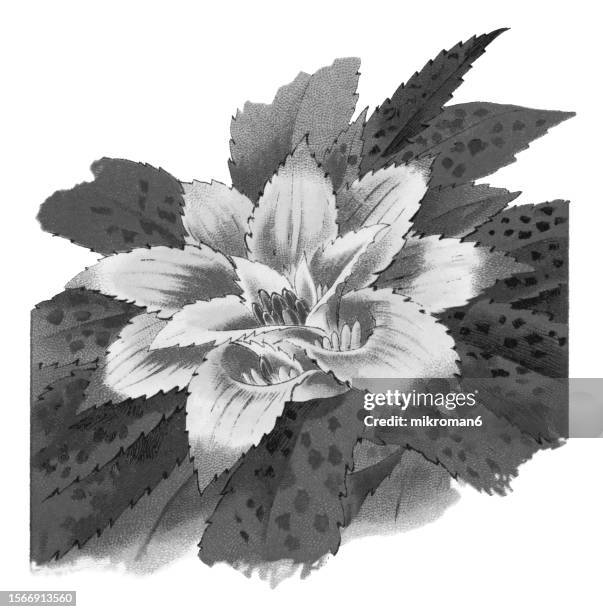 old chromolithograph illustration of botany, nidularium fulgens, a plant species in the genus nidularium (species is endemic to brazil) - nidularium imagens e fotografias de stock