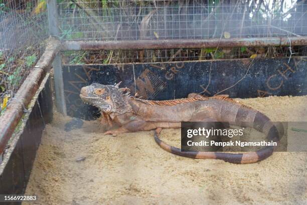 iguana in cage - iguana cage stock pictures, royalty-free photos & images