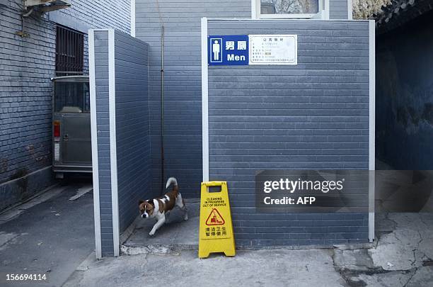 Dog gets out of a toilet in Beijing on November 19, 2012. In 2001 the World Toilet Organization declared November 19 as World Toilet Day to raise...