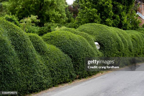 chocolate box england - buxus stock-fotos und bilder