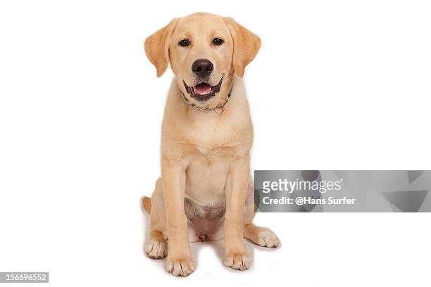 puppy: yellow labrador! - labrador retriever stock pictures, royalty-free photos & images