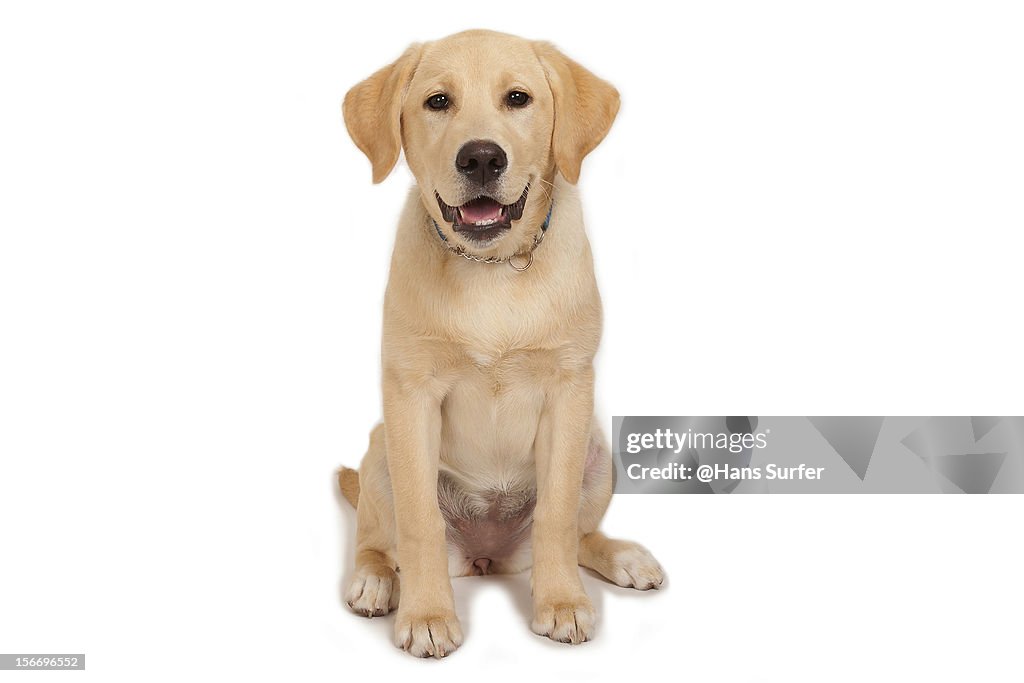 Puppy: Yellow Labrador!
