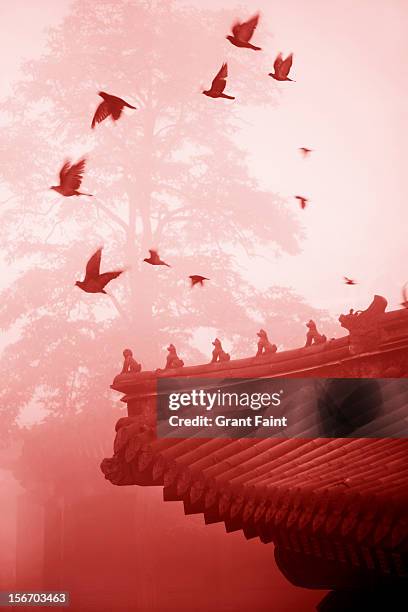 birds flying near a taoist temple - shanghai temple stock pictures, royalty-free photos & images