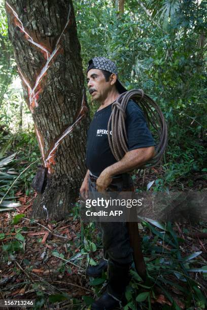The 'chiclero' Alfredo Rodriguez works in the process of extracting latex from a chicozapote tree for making the base of gum used for organic chewing...