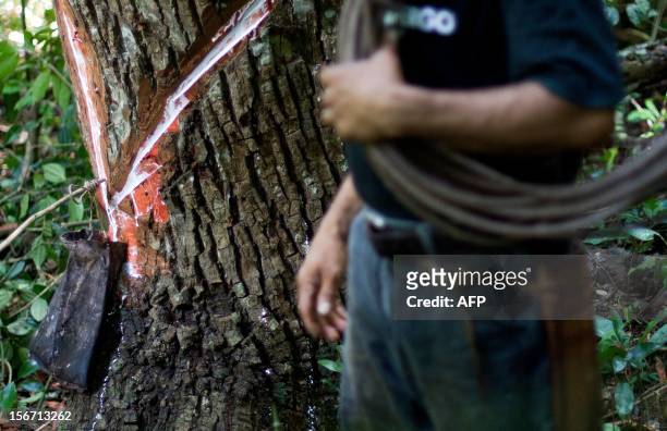 The 'chiclero' Alfredo Rodriguez works in the process of extracting latex from a chicozapote tree for making the base of gum used for organic chewing...