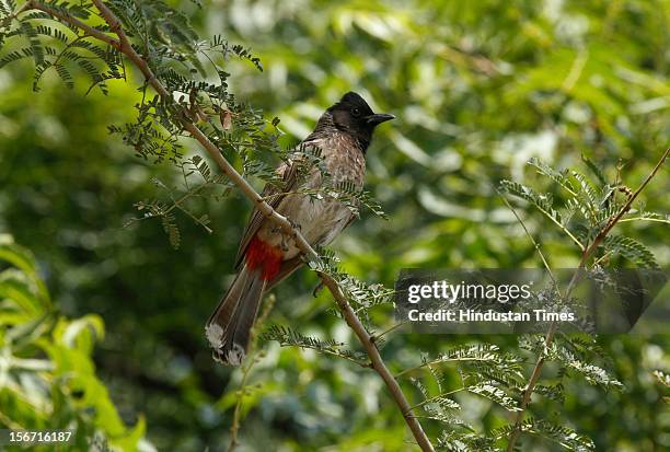 Bulbul bird in Sultanpur National Park on October 1,2012 in Gurgaon,India. "