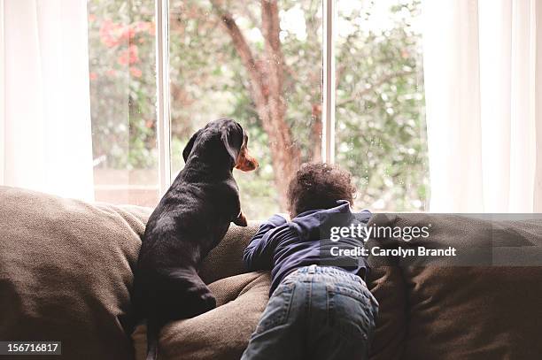 boy and dog looking out window together - back of sofa stock pictures, royalty-free photos & images